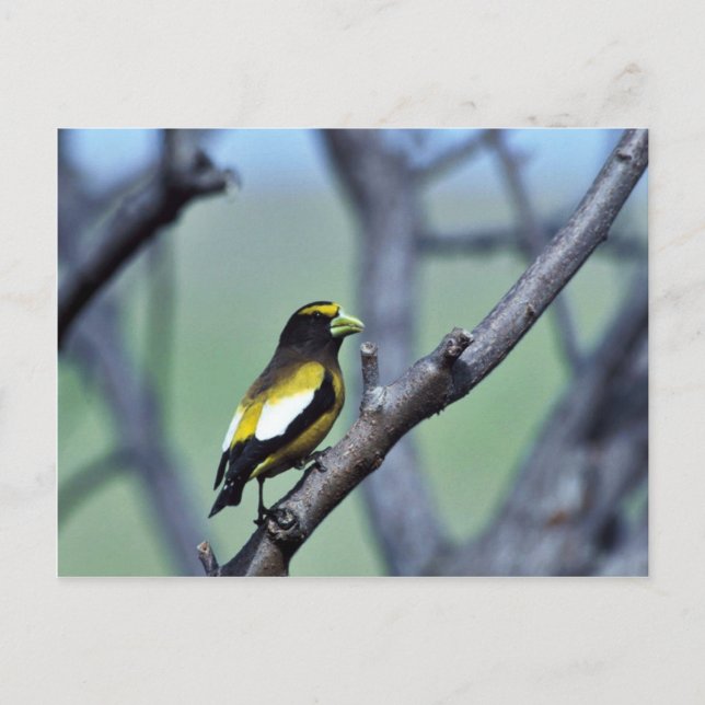 Evening Grosbeak Vykort (Framsida)