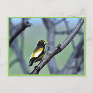 Evening Grosbeak Vykort