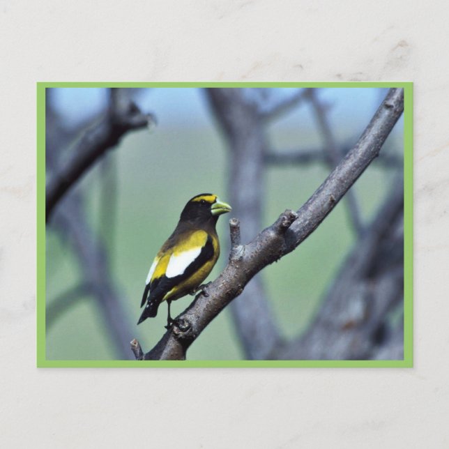 Evening Grosbeak Vykort (Framsida)