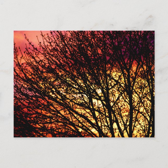 Evening Light Blank Notecard Vykort (Framsida)