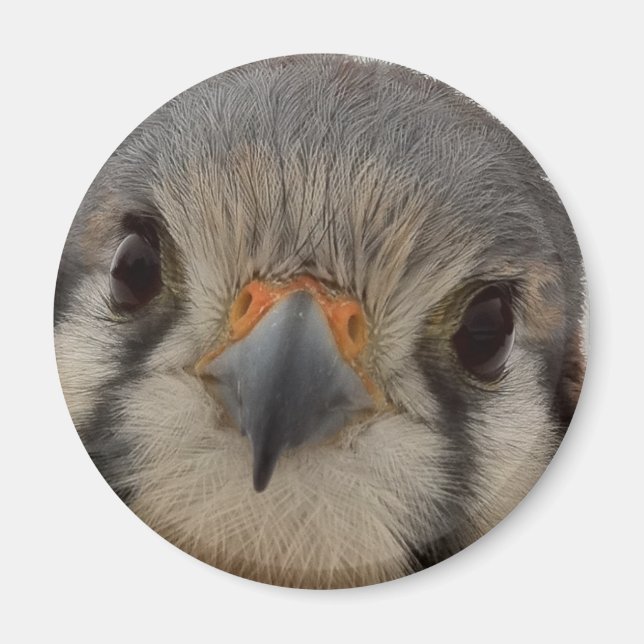 Everett Magnet (Framsidan)