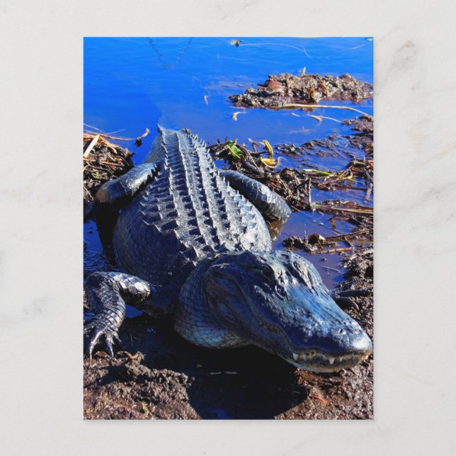 Everglades Alligator Vykort (Framsida)