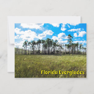 Everglades Cypress Blå himmel & Cloud Refltions Vykort