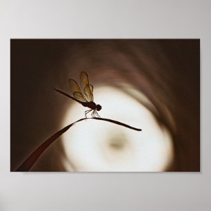 Everglades Dragonfly Poster