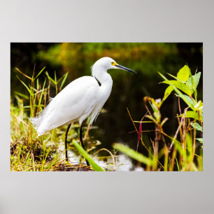 Everglades Egret Poster