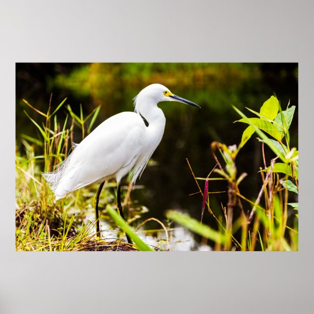 Everglades Egret Poster (Framsidan)