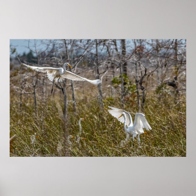 Everglades Egrets Poster (Framsidan)