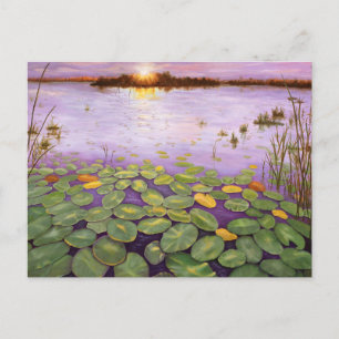 Everglades Evening Vykort