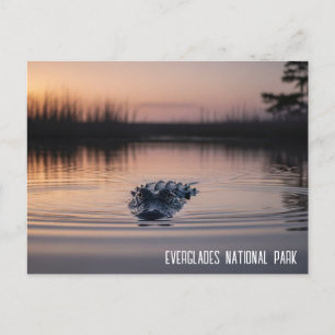 Everglades Florida Alligator Resa Vykort