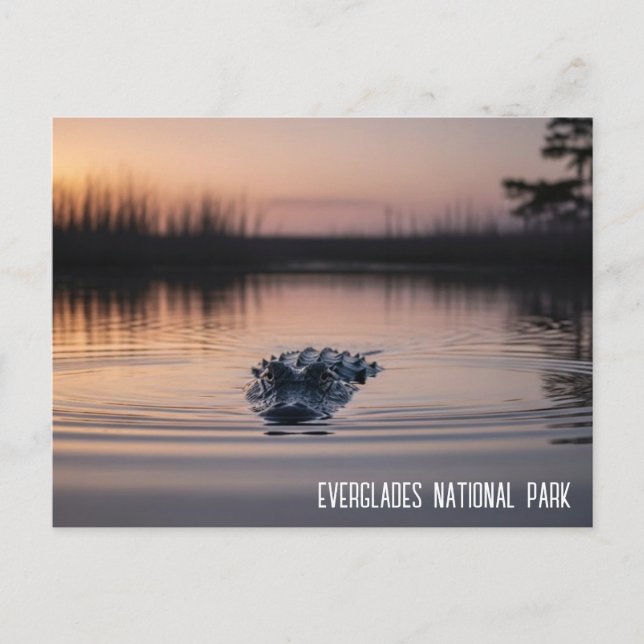 Everglades Florida Alligator Resa Vykort (Framsida)