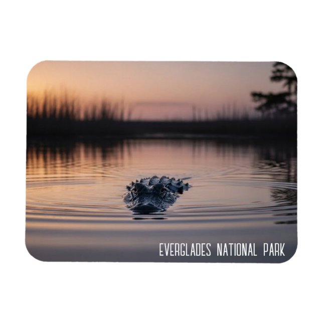 Everglades Florida Alligator Travel Magnet (Horisontell)