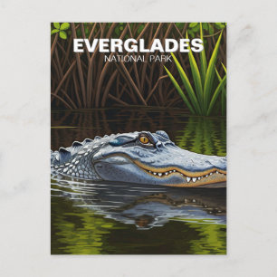 Everglades Florida Alligator Travel Vykort