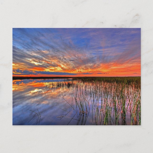 Everglades i Florida Vykort (Framsida)