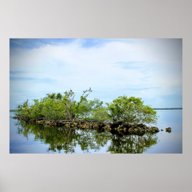 Everglades Mangroves Poster (Framsidan)