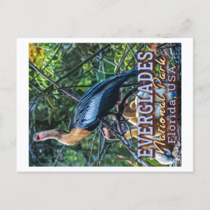 EVERGLADES NATIONAL PARK - FLORIDA FÖRENADE STATER VYKORT