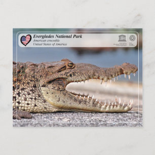 Everglades nationalpark - American Crokodile Vykort