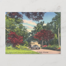 Everglades nationalpark Florida vintage Vykort