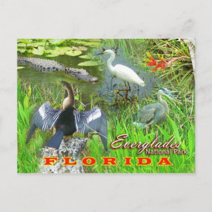 Everglades nationalpark, Florida Vykort