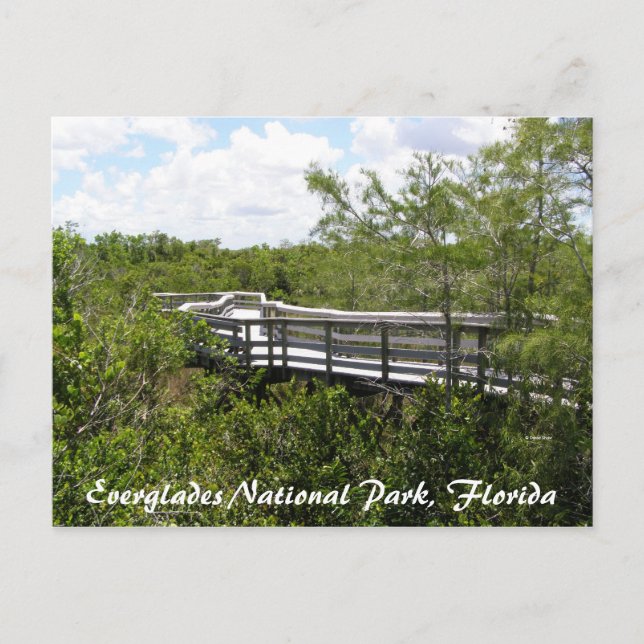 Everglades nationalpark, Florida Vykort (Framsida)