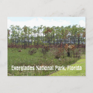 Everglades nationalpark, Florida Vykort