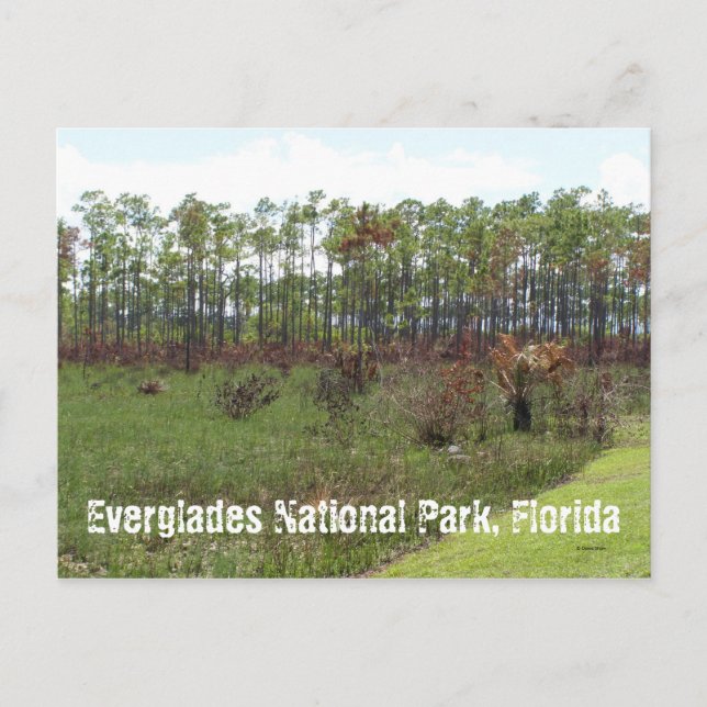 Everglades nationalpark, Florida Vykort (Framsida)
