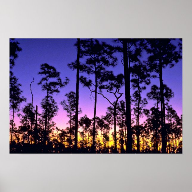 Everglades nationalpark, Pinelands Area, Florida Poster (Framsidan)