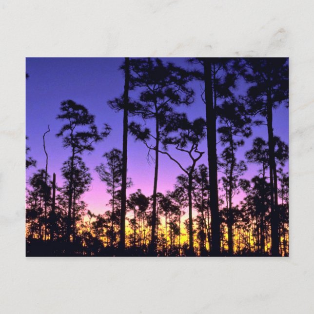 Everglades nationalpark, Pinelands Area, Florida Vykort (Framsida)