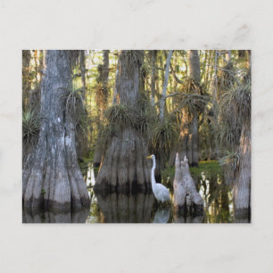 Everglades nationalpark vykort