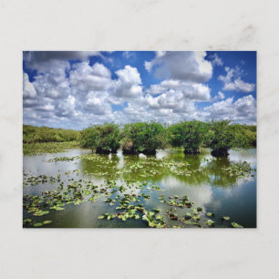 Everglades, nationalparken, Florida Vykort