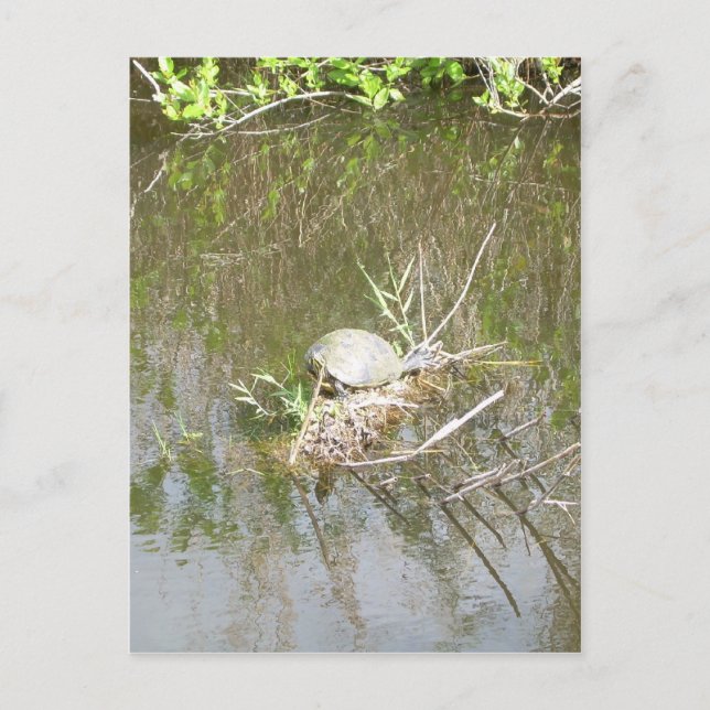 Everglades - sköldpadda vykort (Framsida)