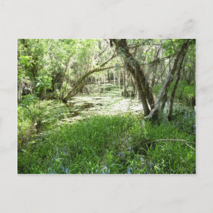 Everglades - träsk - träsk vykort