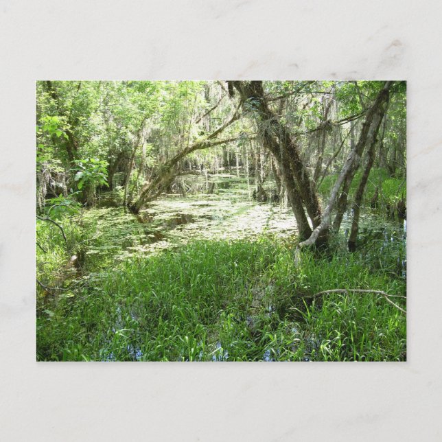 Everglades - träsk - träsk vykort (Framsida)