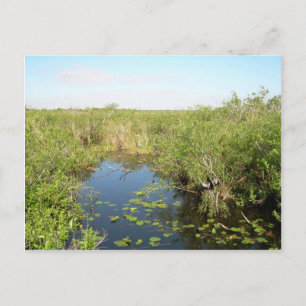 Everglades - träsk - träsk vykort
