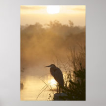 Everglades Underbar Blue Heron Poster