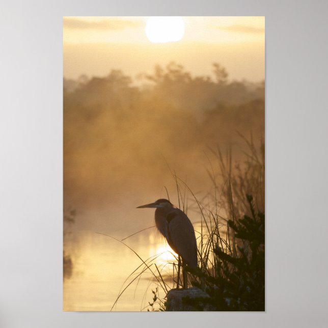 Everglades Underbar Blue Heron Poster (Framsidan)
