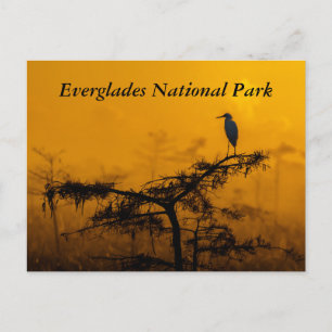 Everglades vykort