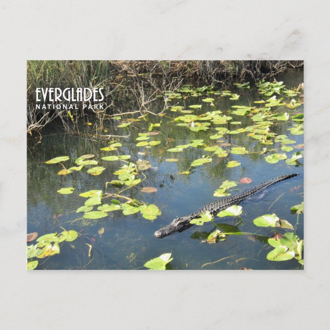 Everglades vykort (Framsida)