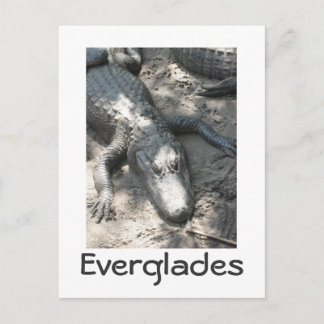 Everglades Vykort