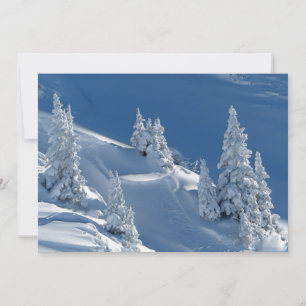 Evergreen Firs täckt med Winter Snö