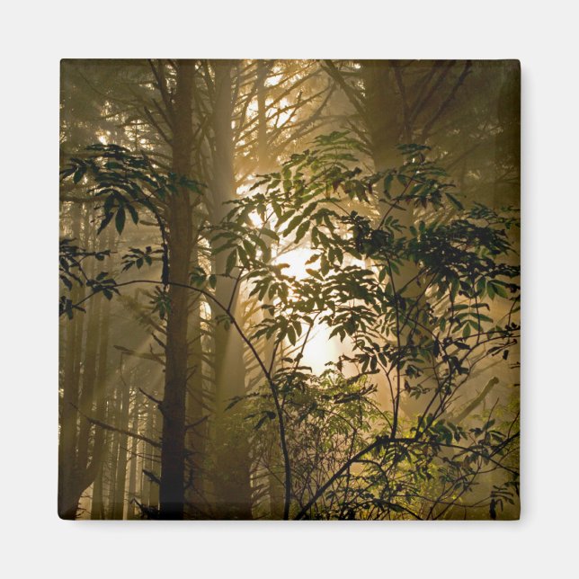 Evergreen Forest | Oregon Kusten Magnet (Framsidan)