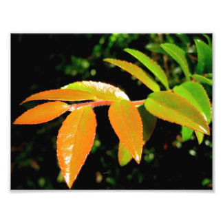 Evergreen Huckleberry Fototryck