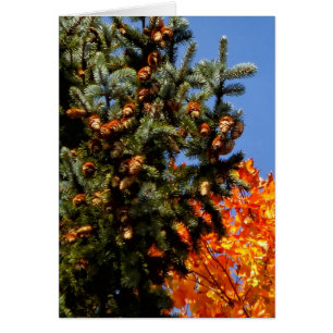 Evergreen med Pinecones Hälsningskort