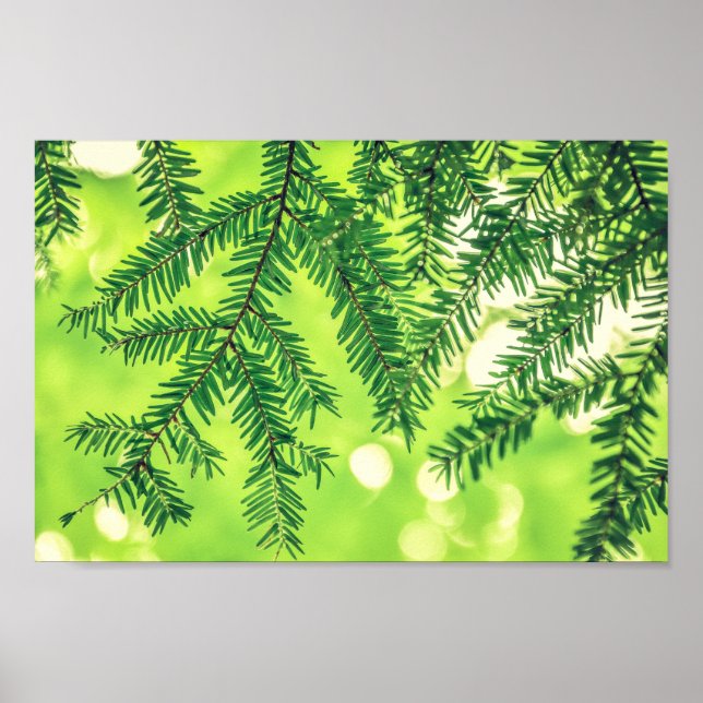 Evergreen Nature Gräs Träd Grönt Poster (Framsidan)