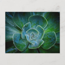 Evergreen Plant Helg Vykort