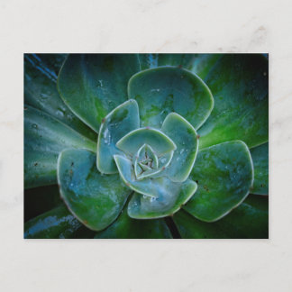 Evergreen Plant Helg Vykort