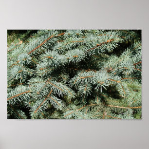 Evergreen Träd Background Canvas eller Poster