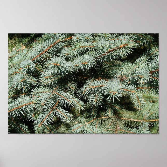 Evergreen Träd Background Canvas eller Poster (Framsidan)
