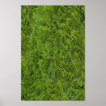 Evergreen Träd Background Canvas eller Poster