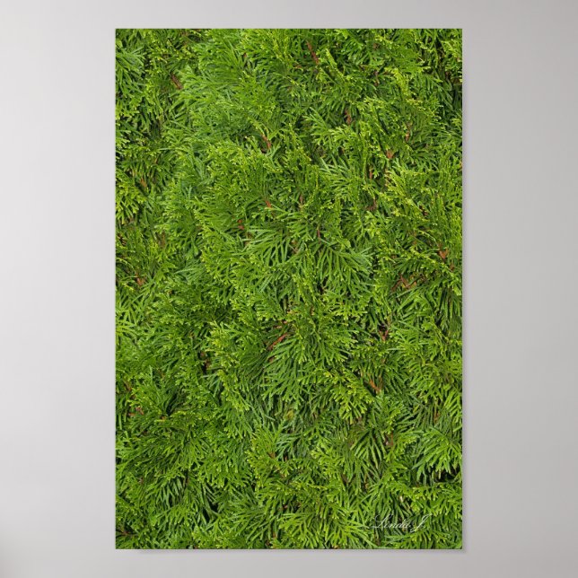 Evergreen Träd Background Canvas eller Poster (Framsidan)