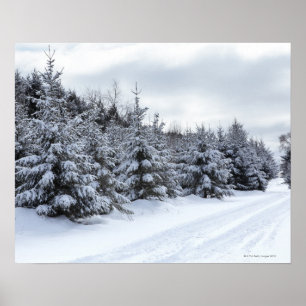 Evergreen träd och väg i snö poster